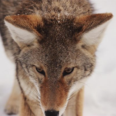 Test Engineering Case Study (copy) (copy) image