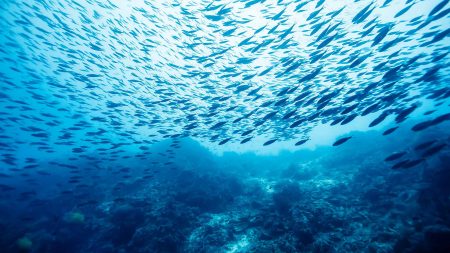 Minton, Treharne & Davies Environmental Consultancy Services – Environmental Pollution Investigation